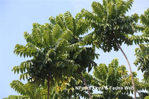 麻楝|麻楝 Chukrasia tabularis植物智[百科详情]